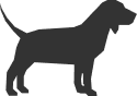 Medium Dogs