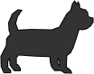Small Dogs